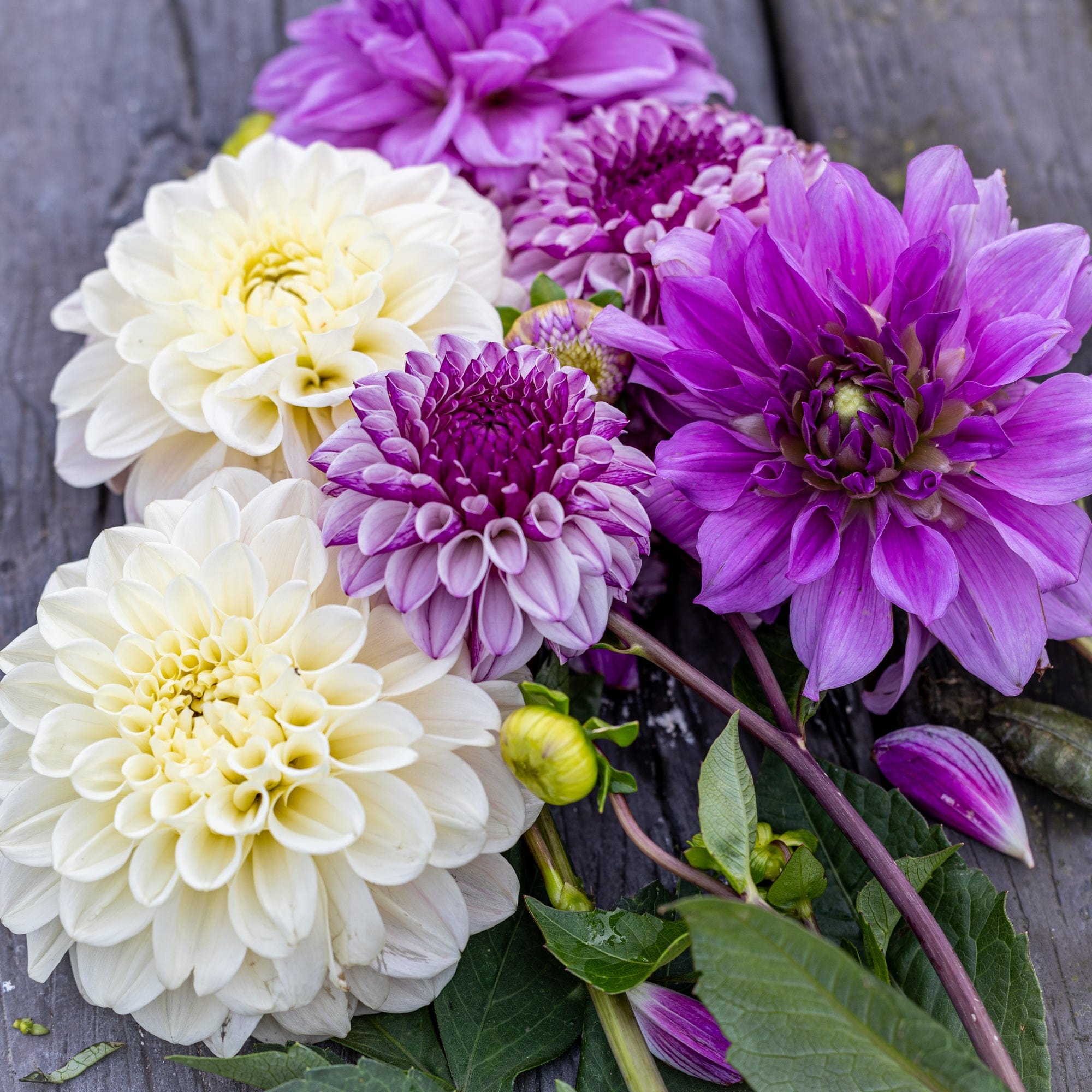 Dahliamix 'Lilac Lullaby'