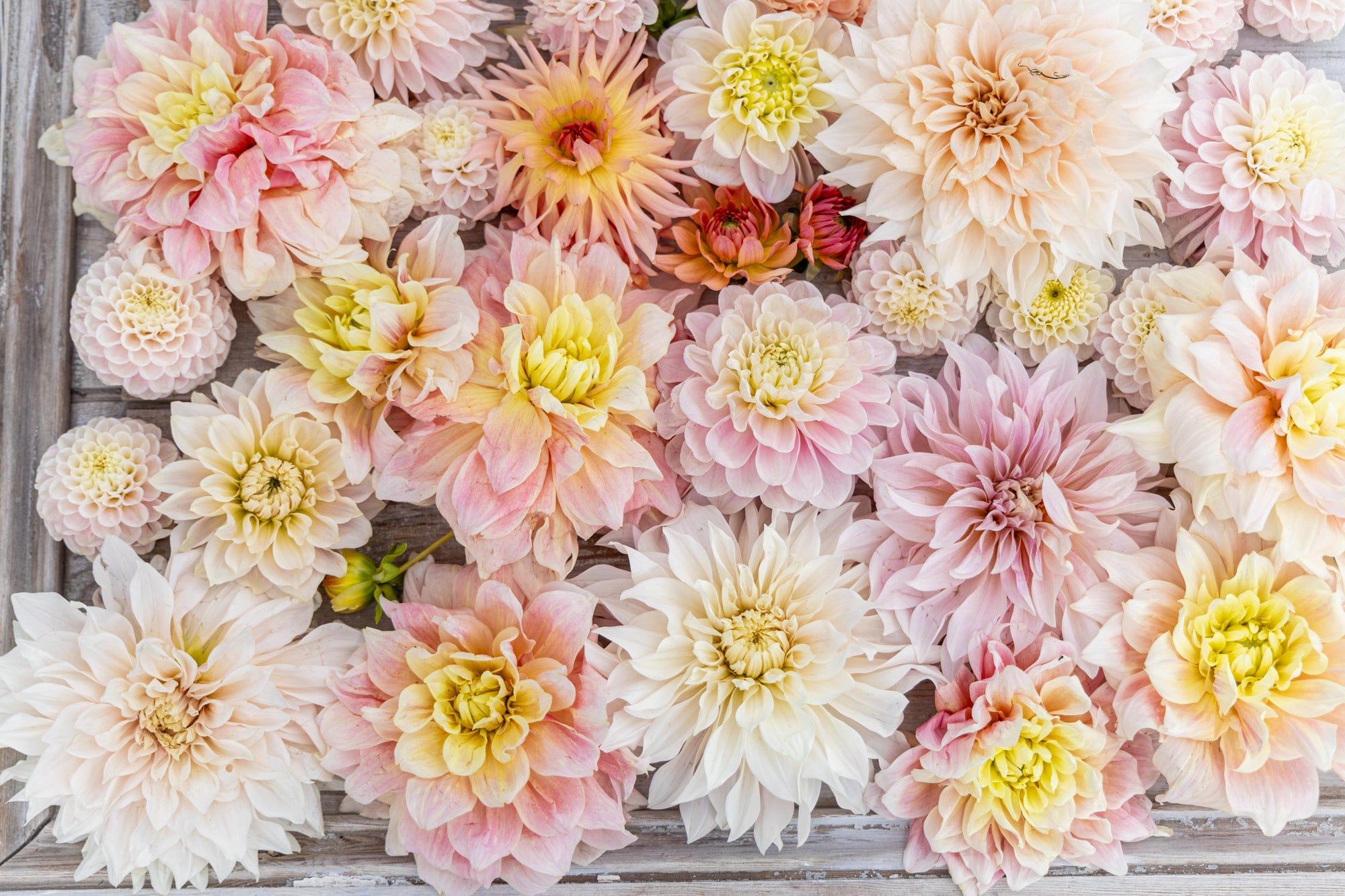 Dahliamix 'Heavenly Delight'