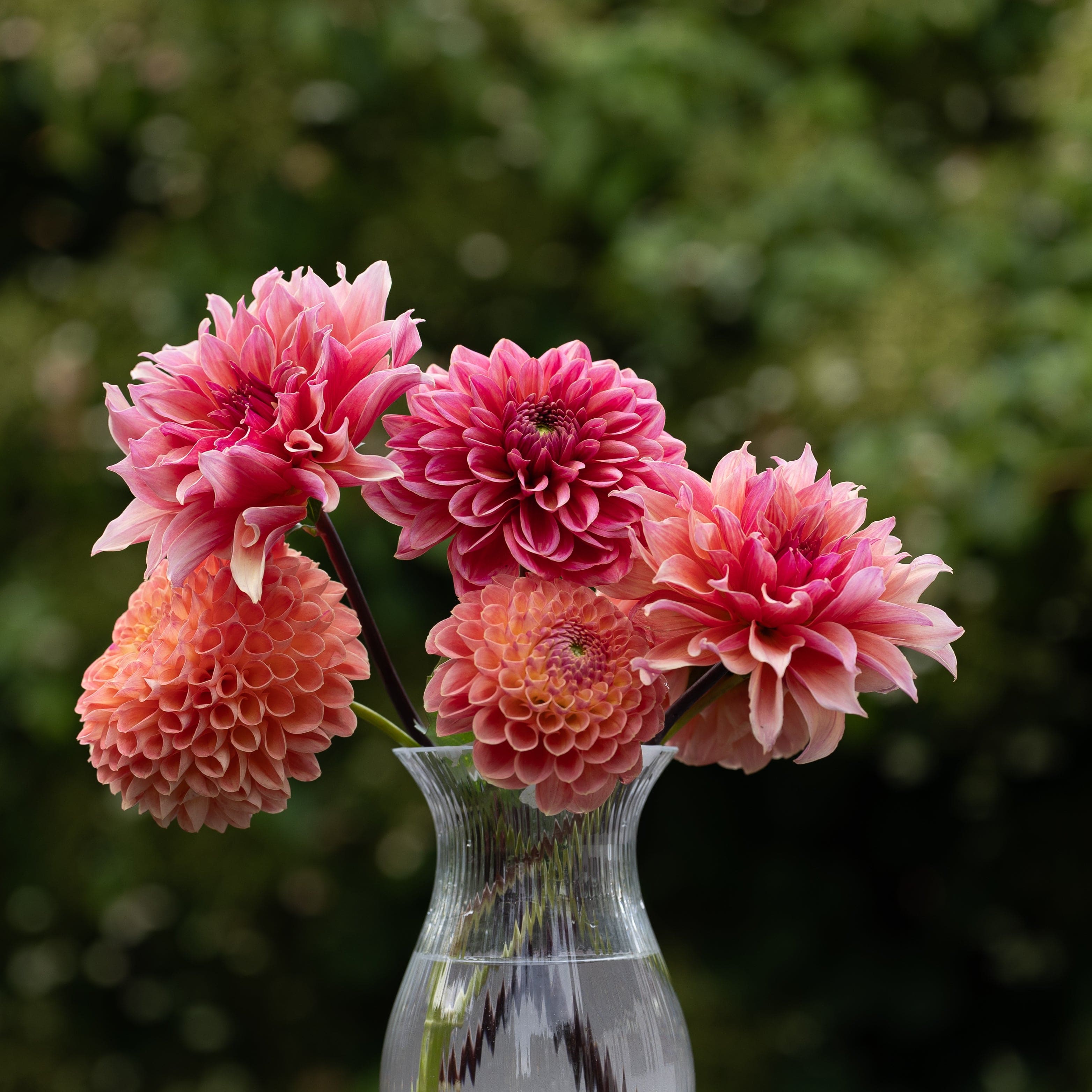Dahliamix 'Summer Sorbet'