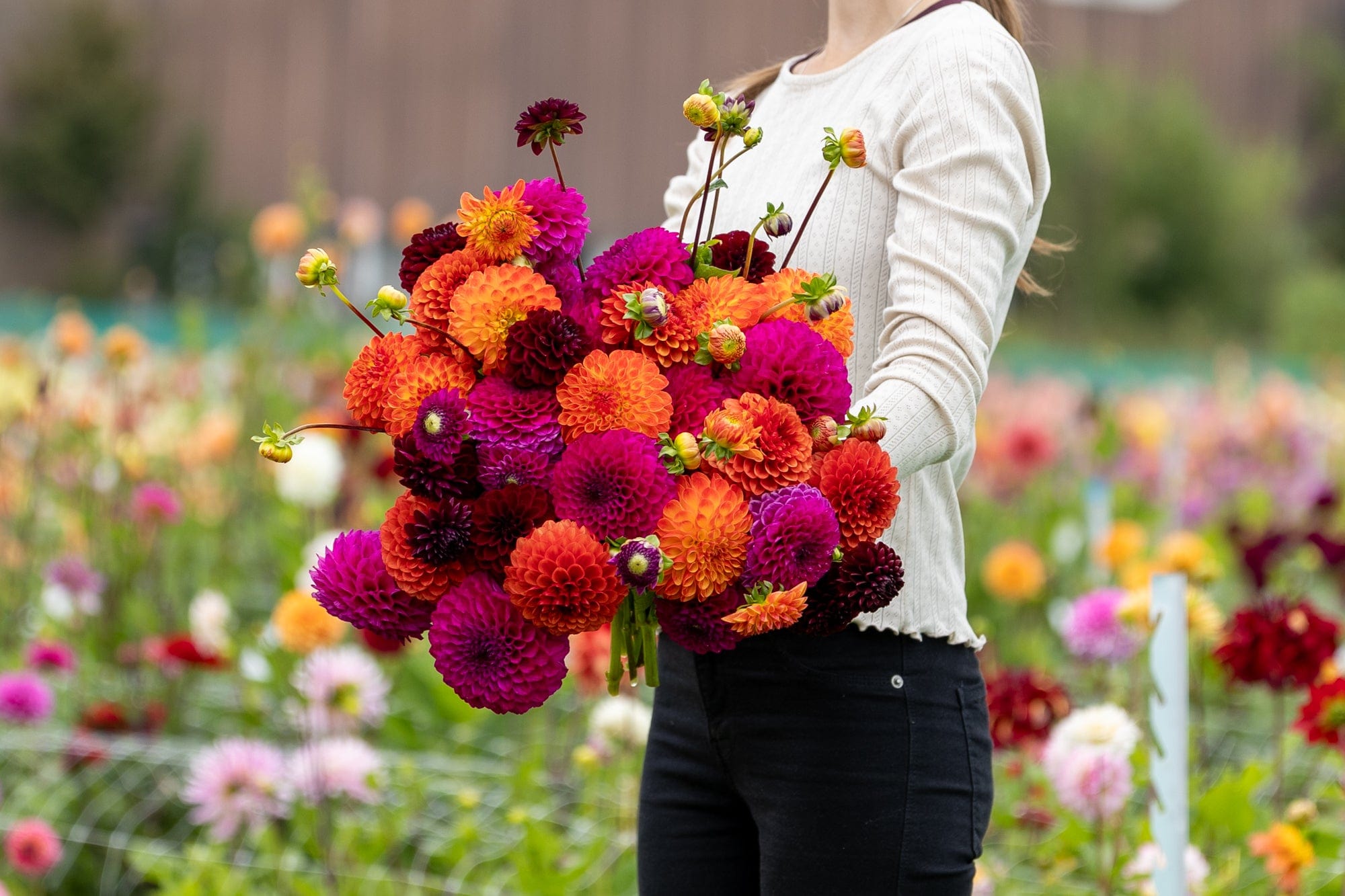 Dahliamix 'Mystical Mirage'