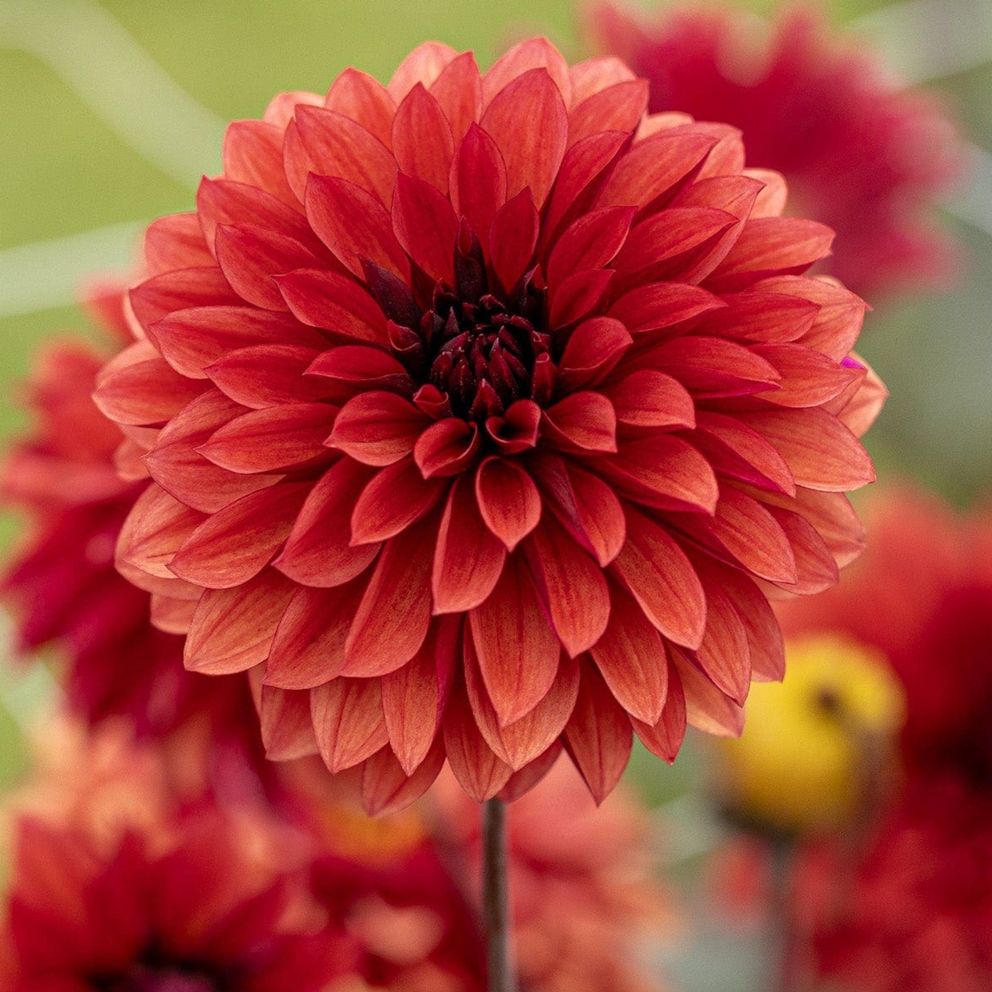 Dahlia 'Danique'