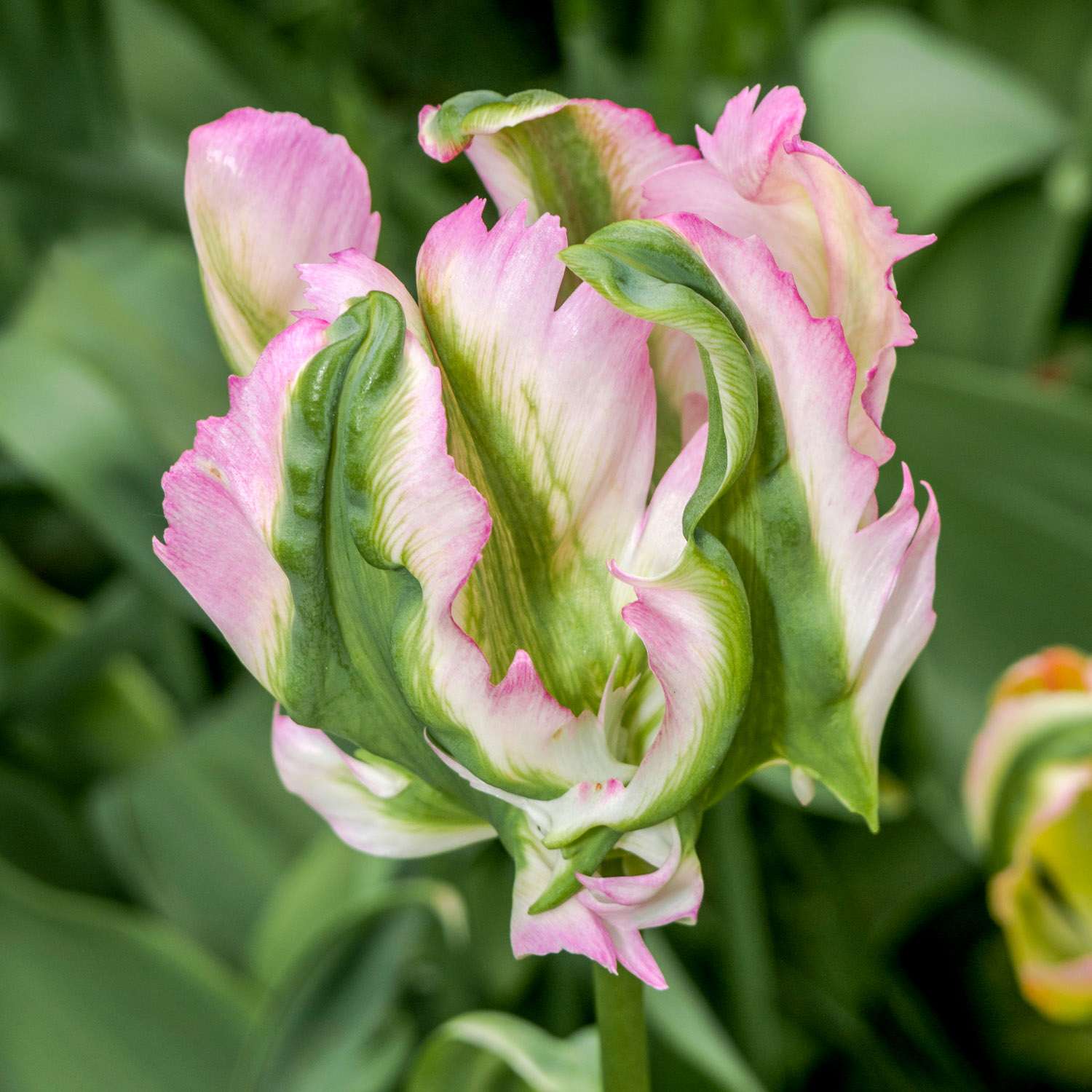Tulipan 'Green Wave'