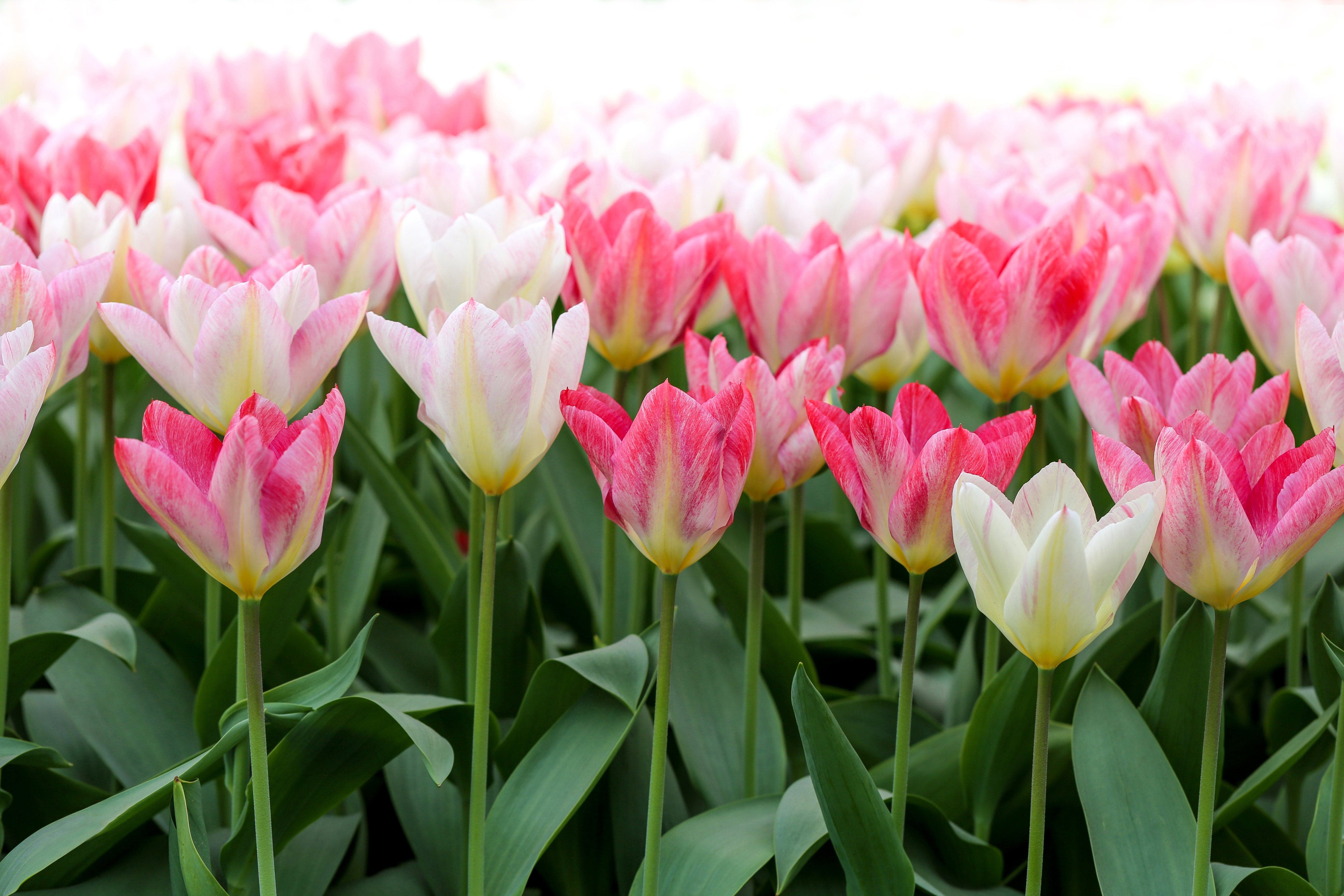 Tulipan 'Flaming Purissima'