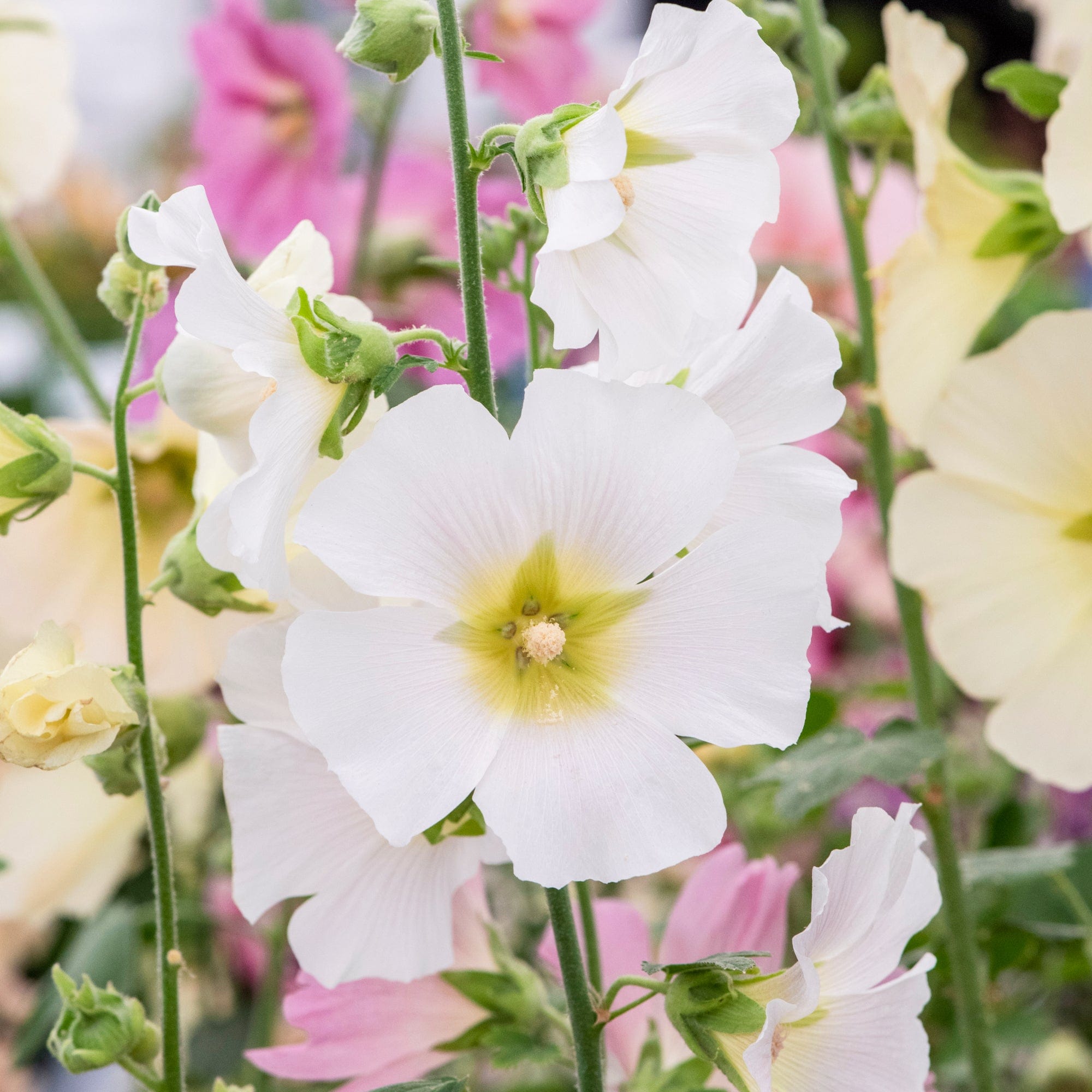 Stokrose 'White'