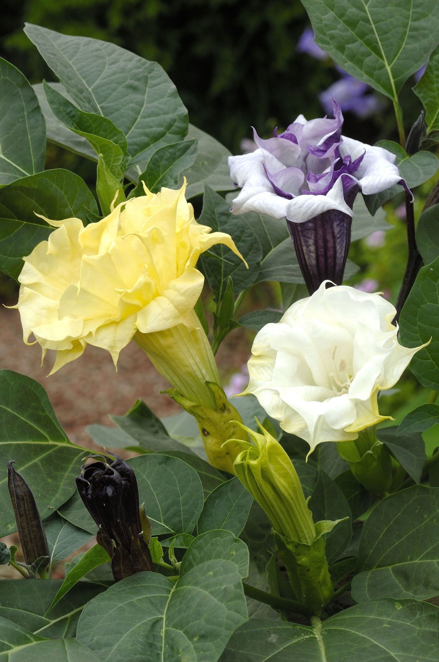 Datura metel 'Ballerina Formula Mixture' (frø)