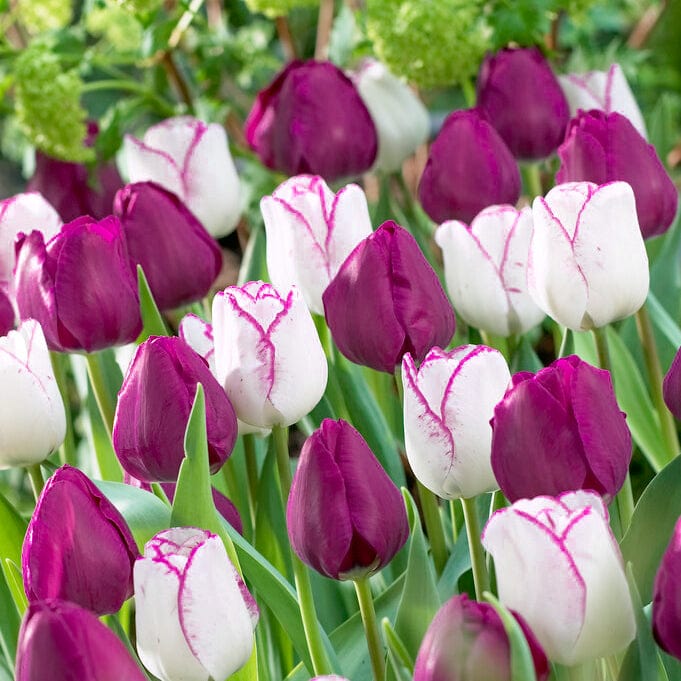 Tulipanblanding 'Ella'