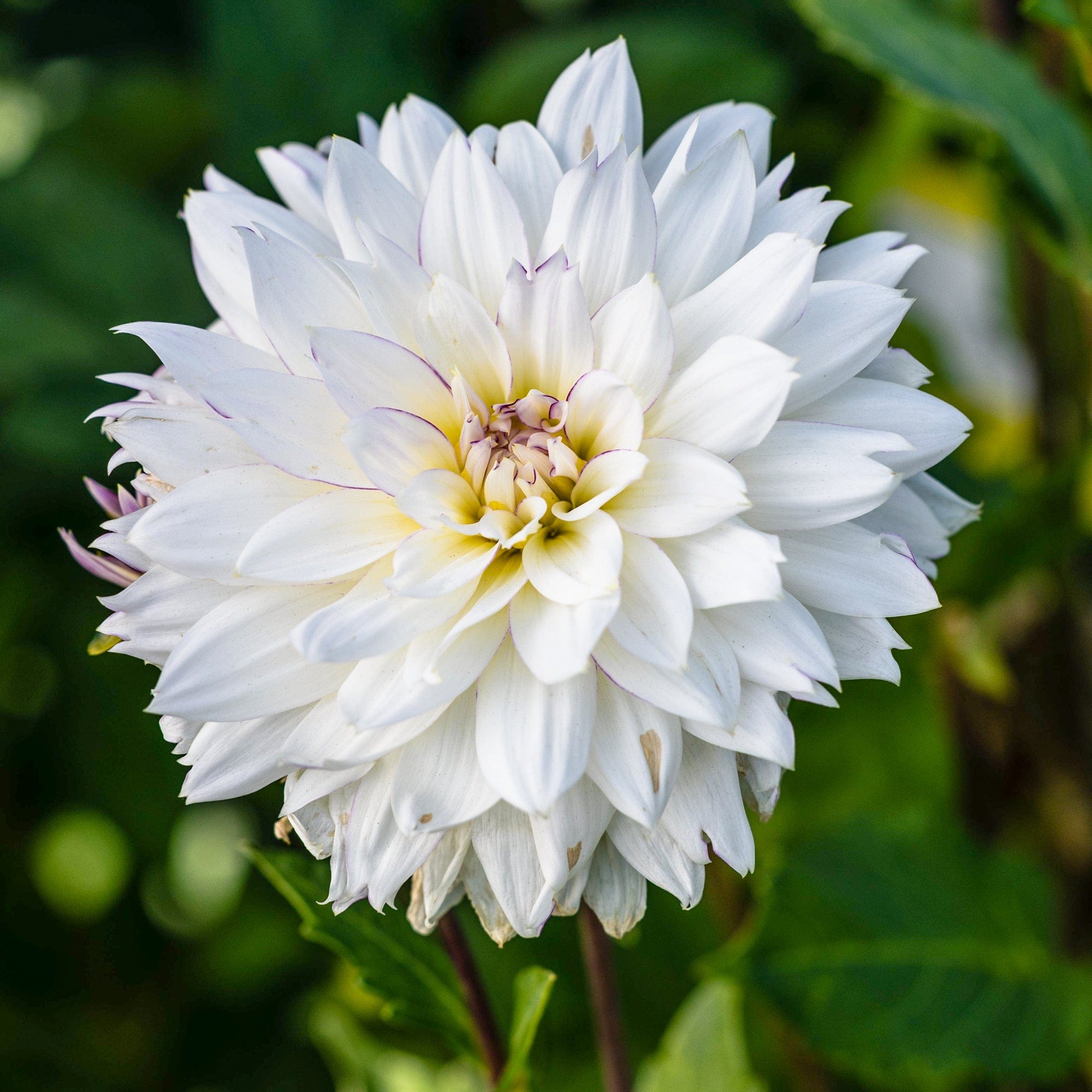Dahlia 'Crazy Love'