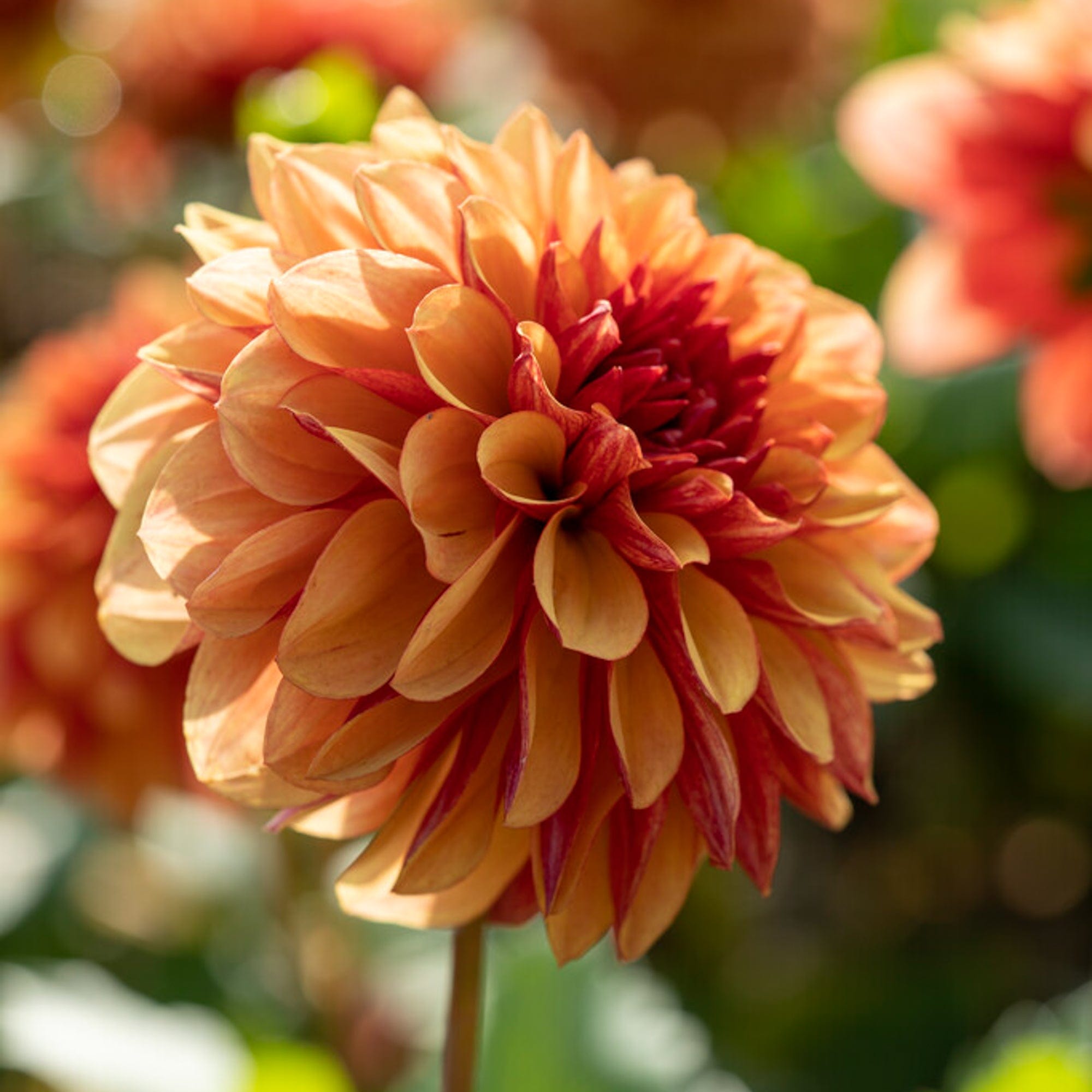 Dahlia 'Creme de Cognac'