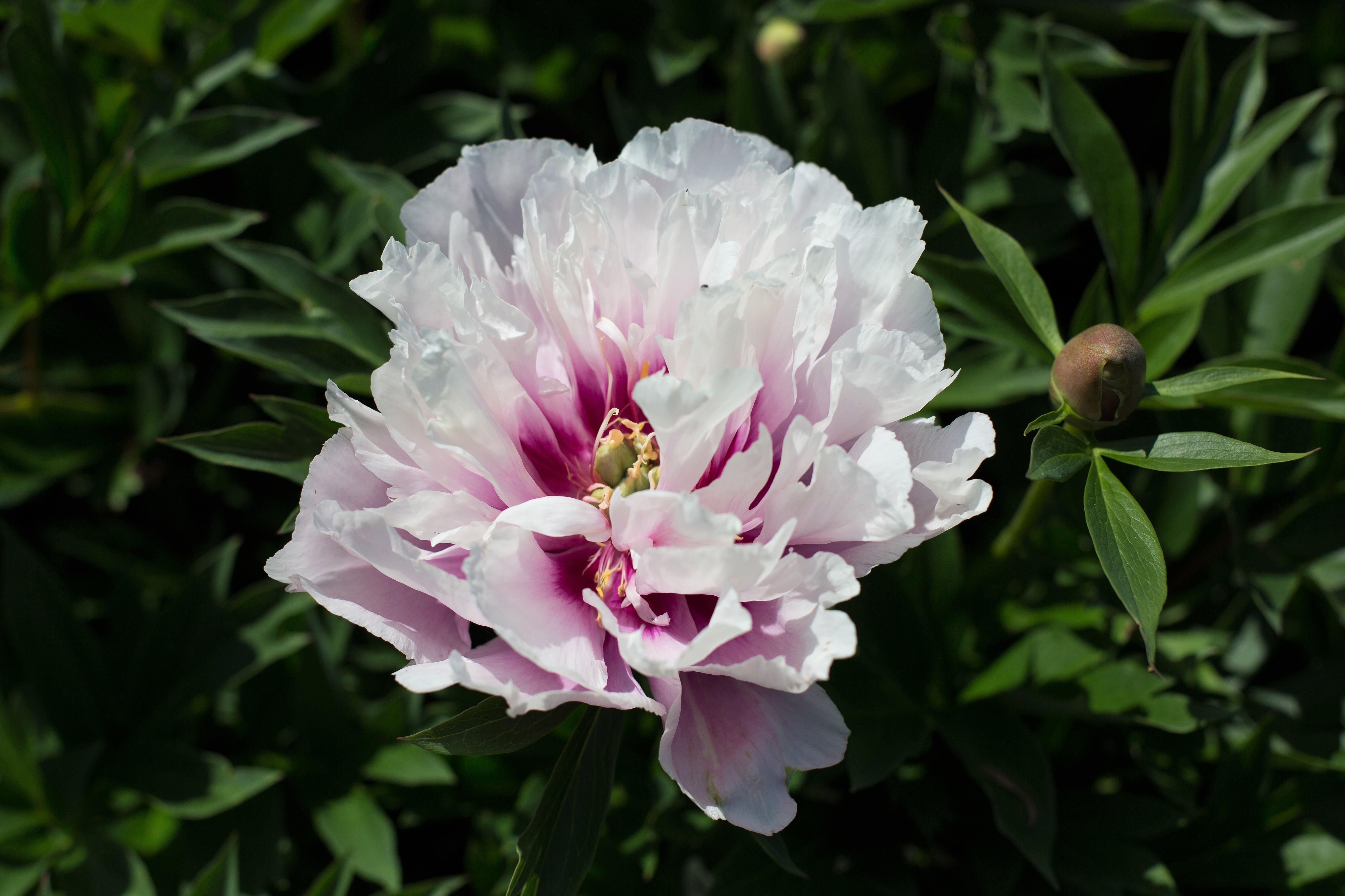 Pæon 'Cora Louise'