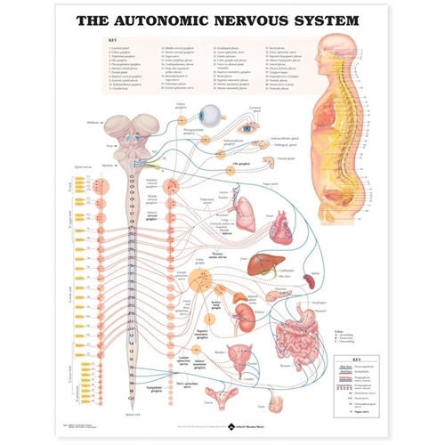 Anatomisk plansch – Perifera nervsystemet 50x67cm