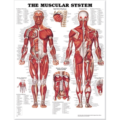 Anatomisk plansch – Muskler 50x57cm