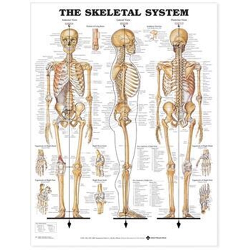 Anatomisk plansch – Skelett 50x67cm