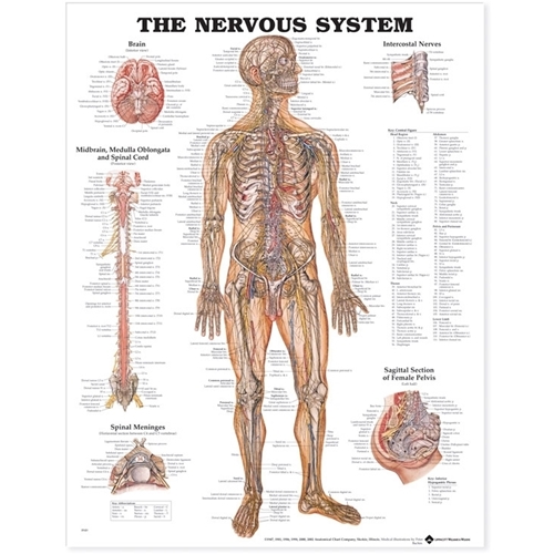 Anatomisk plansch – Nerver 50x67cm