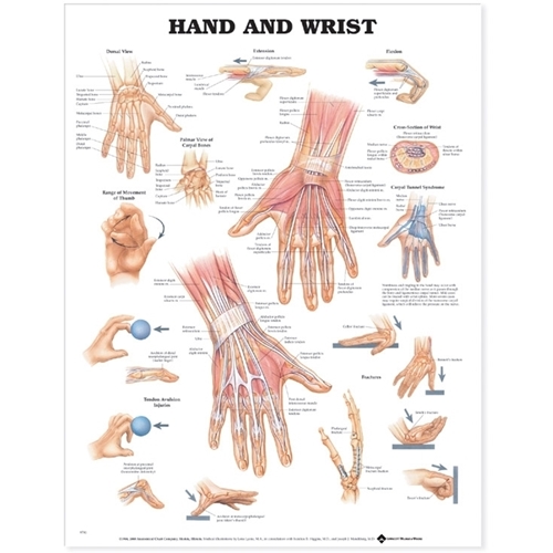 Anatomisk plansch – Hand och handled 50x67cm