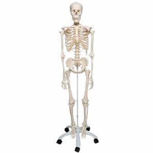 Anatomisk modell – Skelett 176,5cm