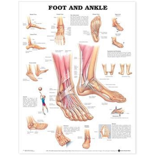 Anatomisk plansch – Fot och fotled 50x67cm