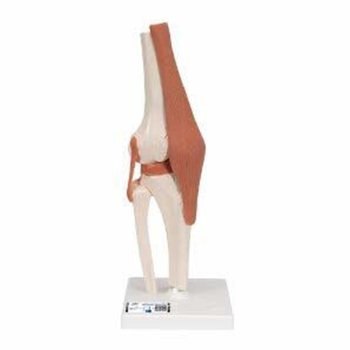 Anatomisk modell – Knäled 12x12x34cm
