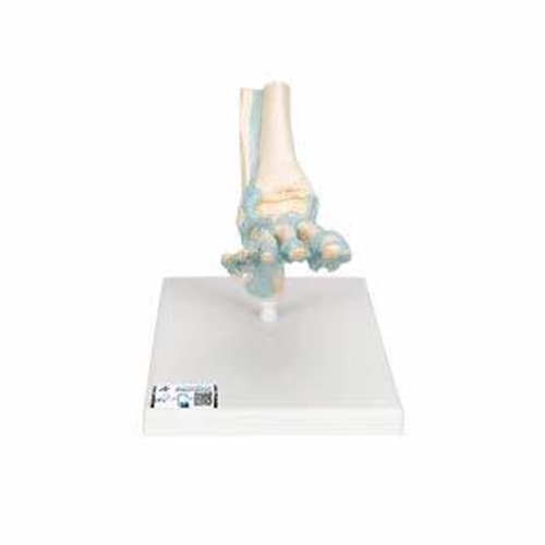 Anatomisk modell – Fotskelett 23x18x30cm