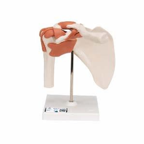 Anatomisk modell – Axelled 16x12x20cm