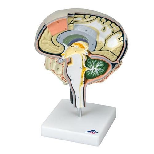 Hjernesektionsmodel med medial- og sagittalsnit