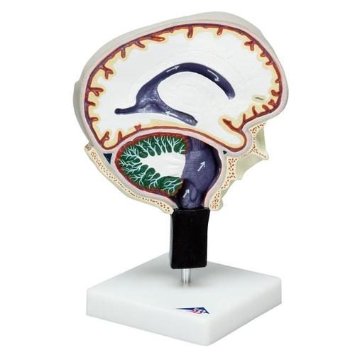 Cerebrospinalvæskecirkulation