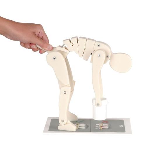 Demonstrationsfigur til løft