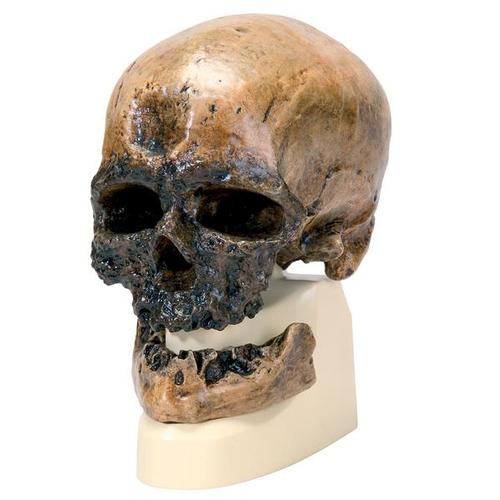 Replika Homo Sapiens -kallosta (Cro-Magnon)