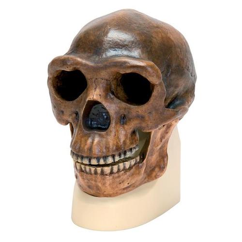 Replika Homo Erectus Pekinensis -kallosta (Weidenreich, 1940)