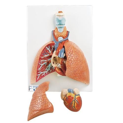 Lungmodell med larynx, 5 delar