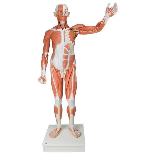 Mänsklig manlig muskelfigur i naturlig storlek, 37 delar