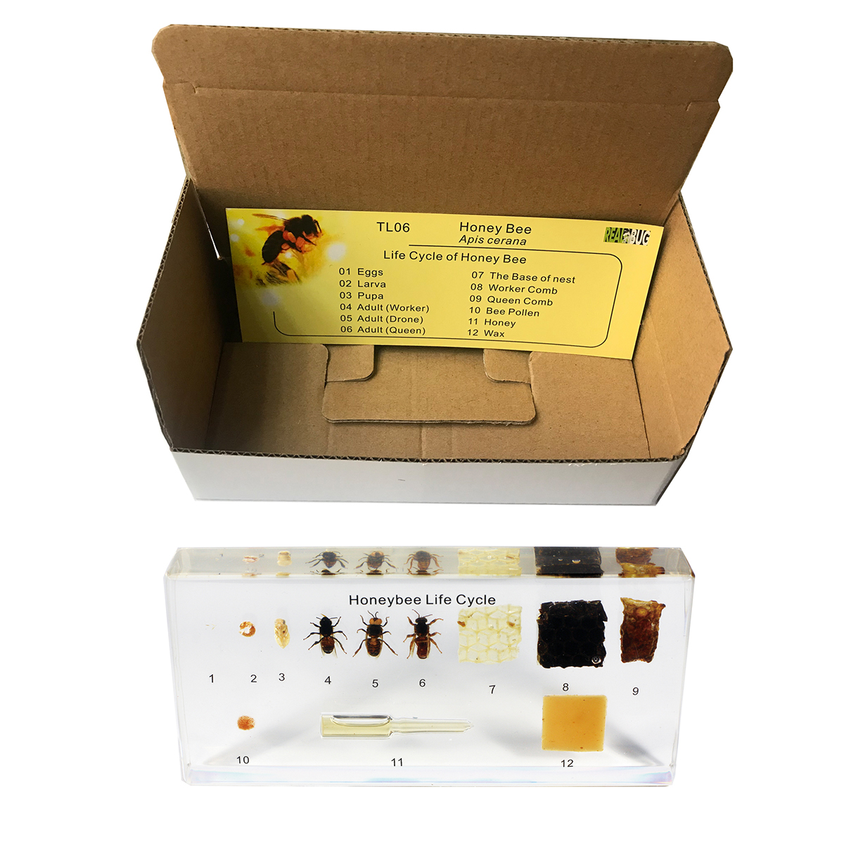 Honungsbinas (Apis cerana) liv