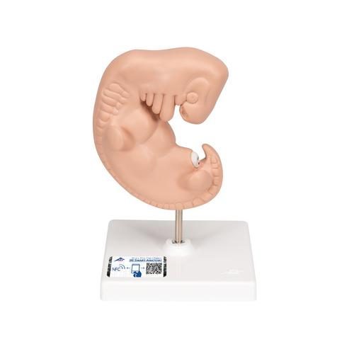 Mänsklit embryo modell, 25 gånger naturlig storlek