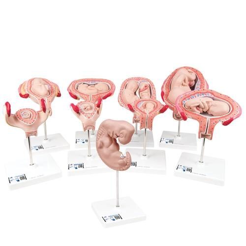Deluxe graviditetsmodell-serie, 9 individuella embryo- och fostermodeller