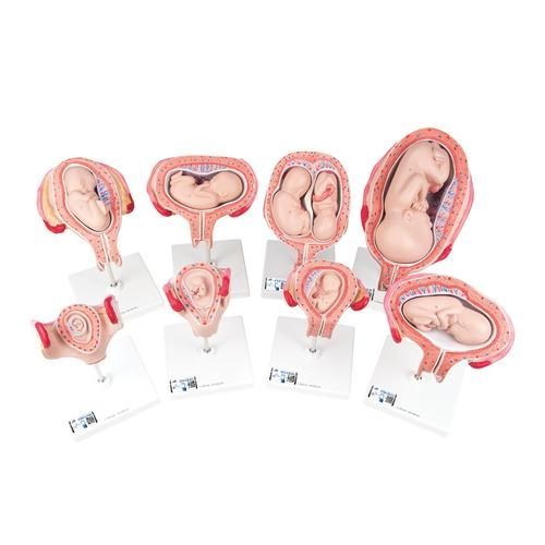 Graviditetsmodell-serie, 8 individuella embryo- och fostermodeller