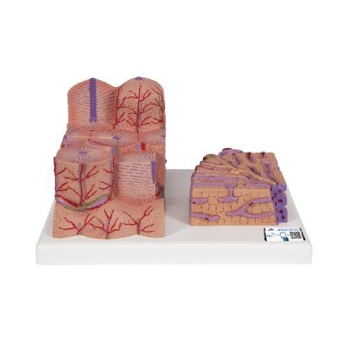 3B MICROanatomy™ levermodell
