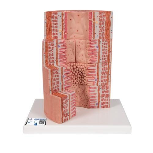 3B MICROanatomy™ Matsmältningssystemmodell, 20 gånger förstorad