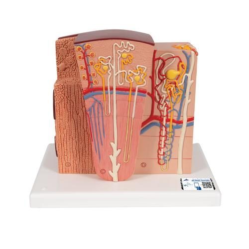 3B MICROanatomy™ njurmodell