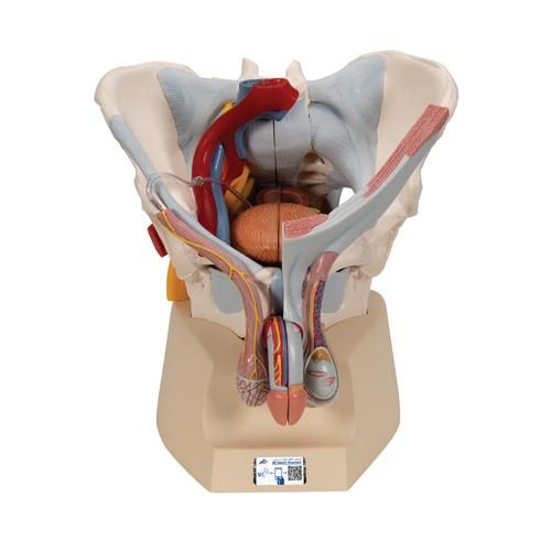 Manlig bäckenskelettmodell med ligament, kärl, nerver, muskler & organ, 7 delar