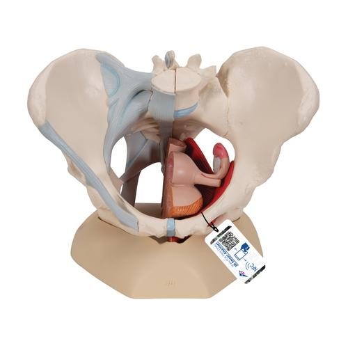 Kvinnlig bäckenskelettmodell med ligament, muskler och organ, 4 delar
