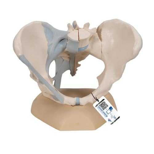 Kvinnlig bäckenskelettmodell med ligament, 3 delar