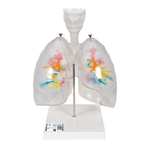 CT bronkialträdmodell med struphuvud och transparenta lungor