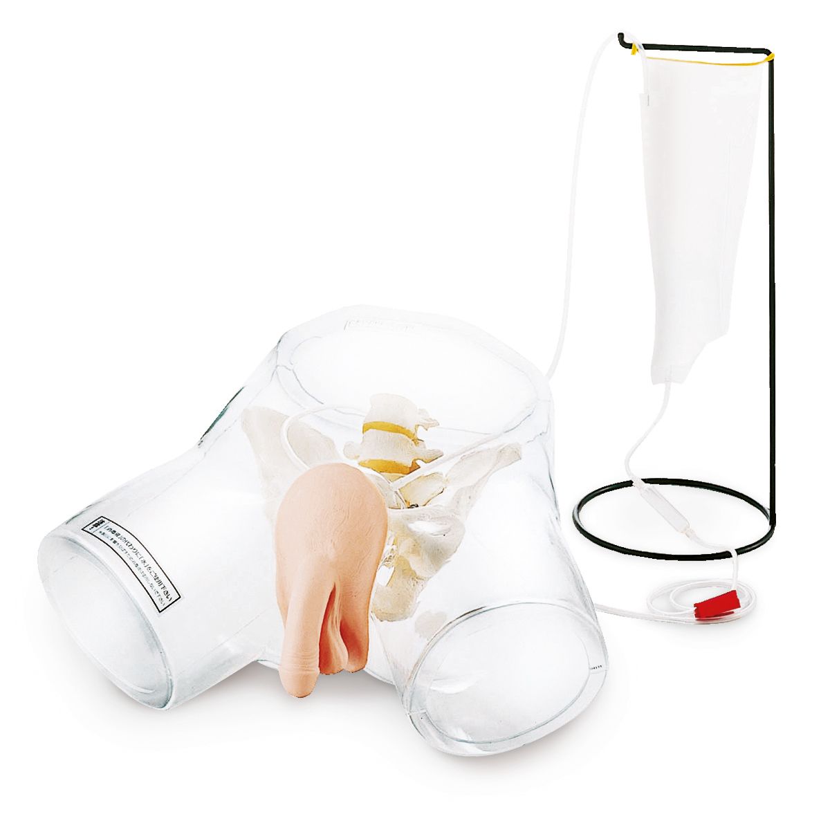 Transparent Manlig Katetermodell