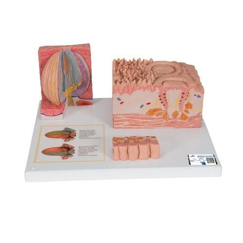 3B MICROanatomy™ mänsklig tungmodell