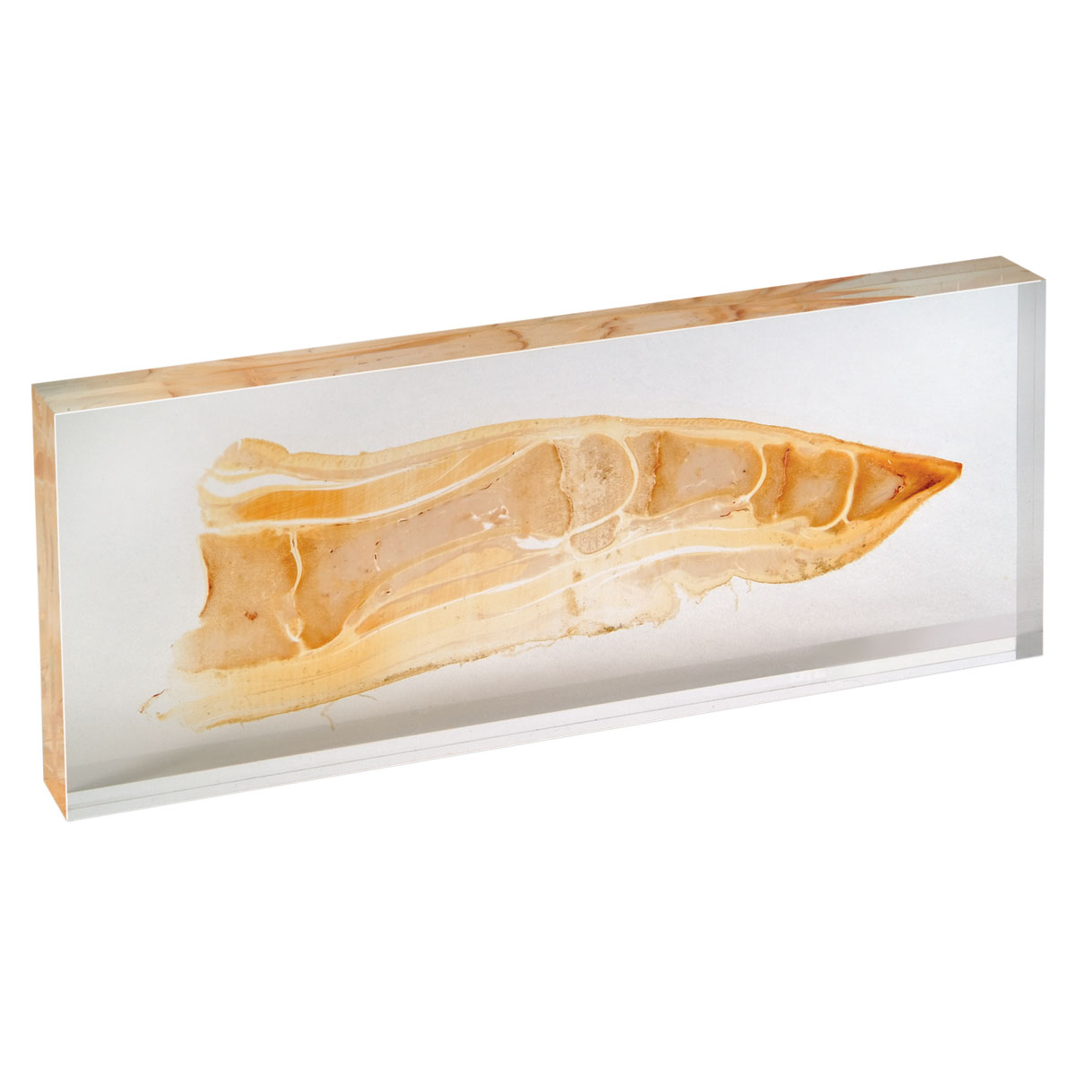 Foten av tamgris (Sus scrofa domesticus), plastinerad skiva