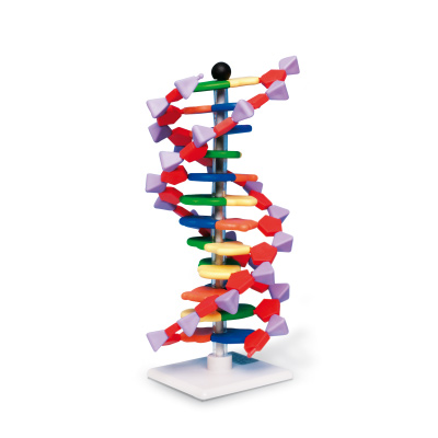 Modell av DNA-dubbelspiral, 12 segment, miniDNA® sats