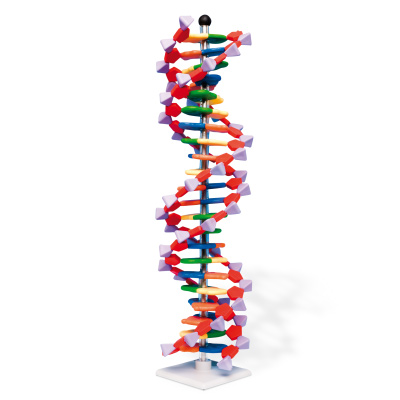 Modell av DNA-dubbelspiral, 22 segment, miniDNA® sats