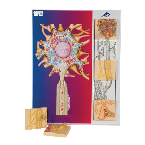 Modellset över människans nervsystem, ”Physiology of nerves”