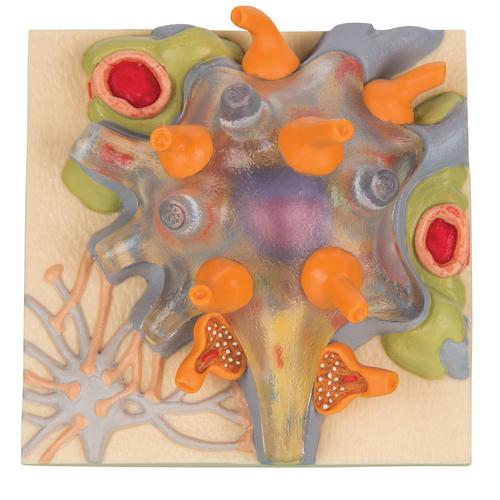 Neuron Cellkropp