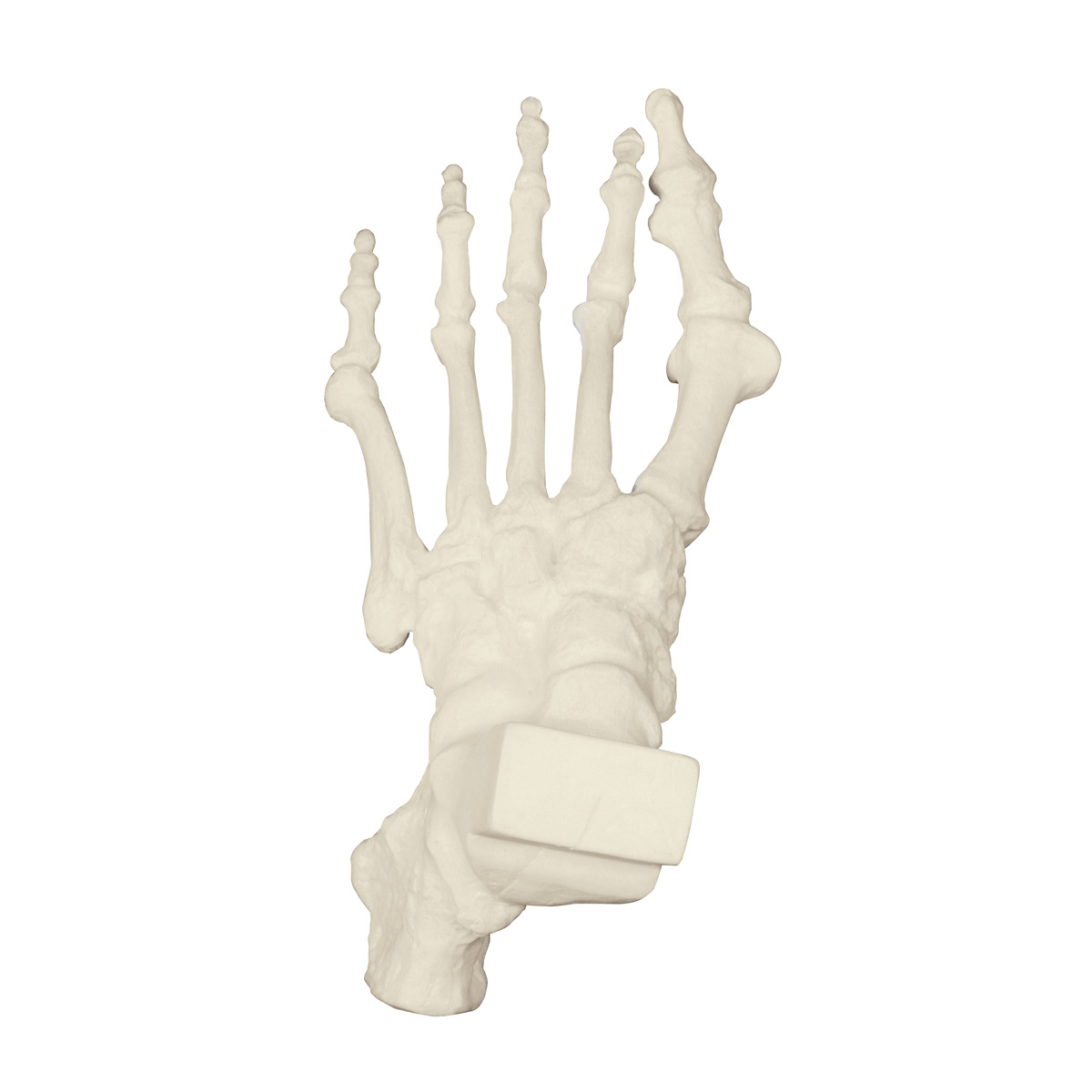 ORTHObones Premium Foot med hammartå, snedställd tå och häl