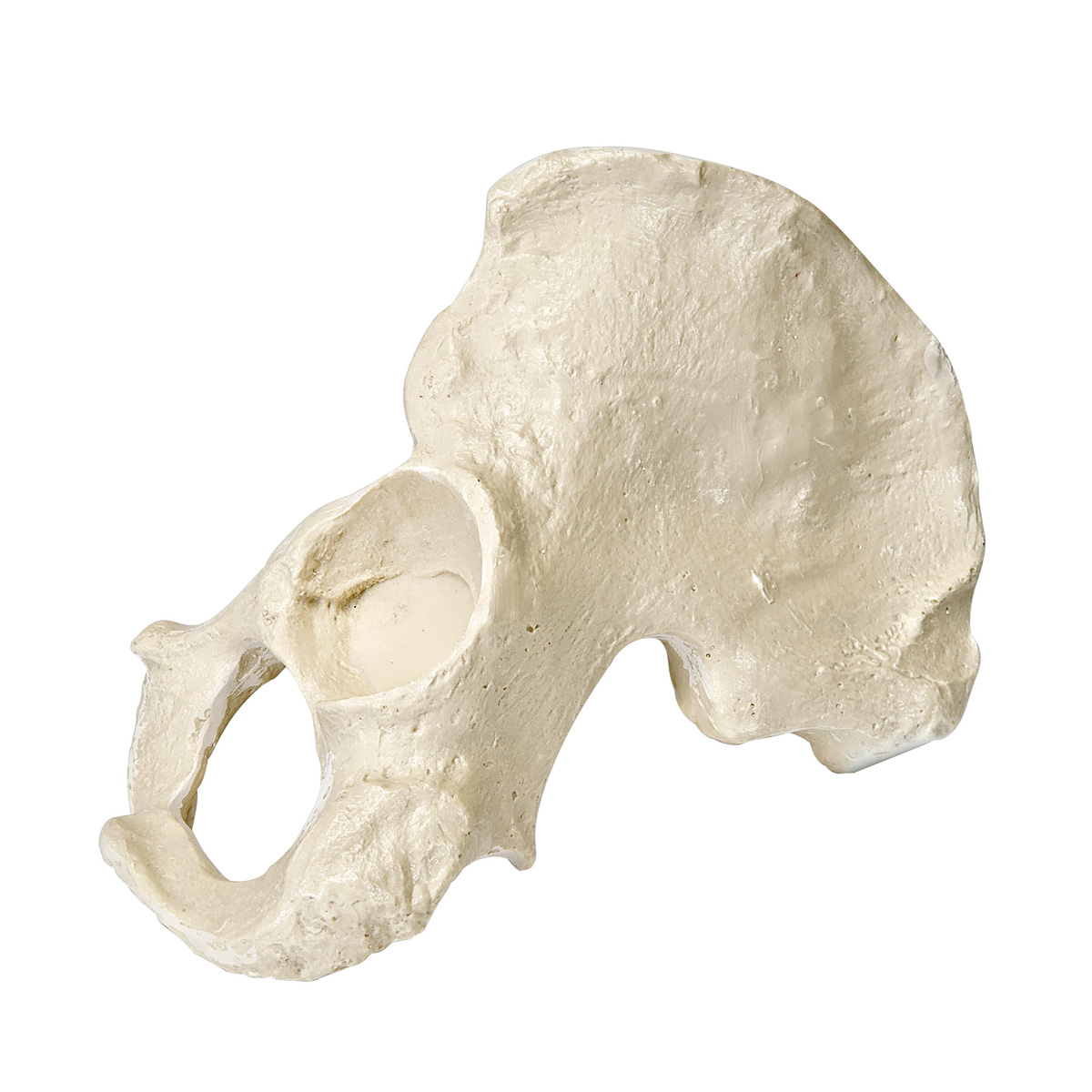 ORTHObones Premium Vänster Halvt Bäcken – Man